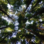 looking-up-at-trees